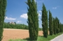 Zypressen in der Toskana