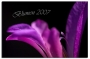 Blumenkalender 2007